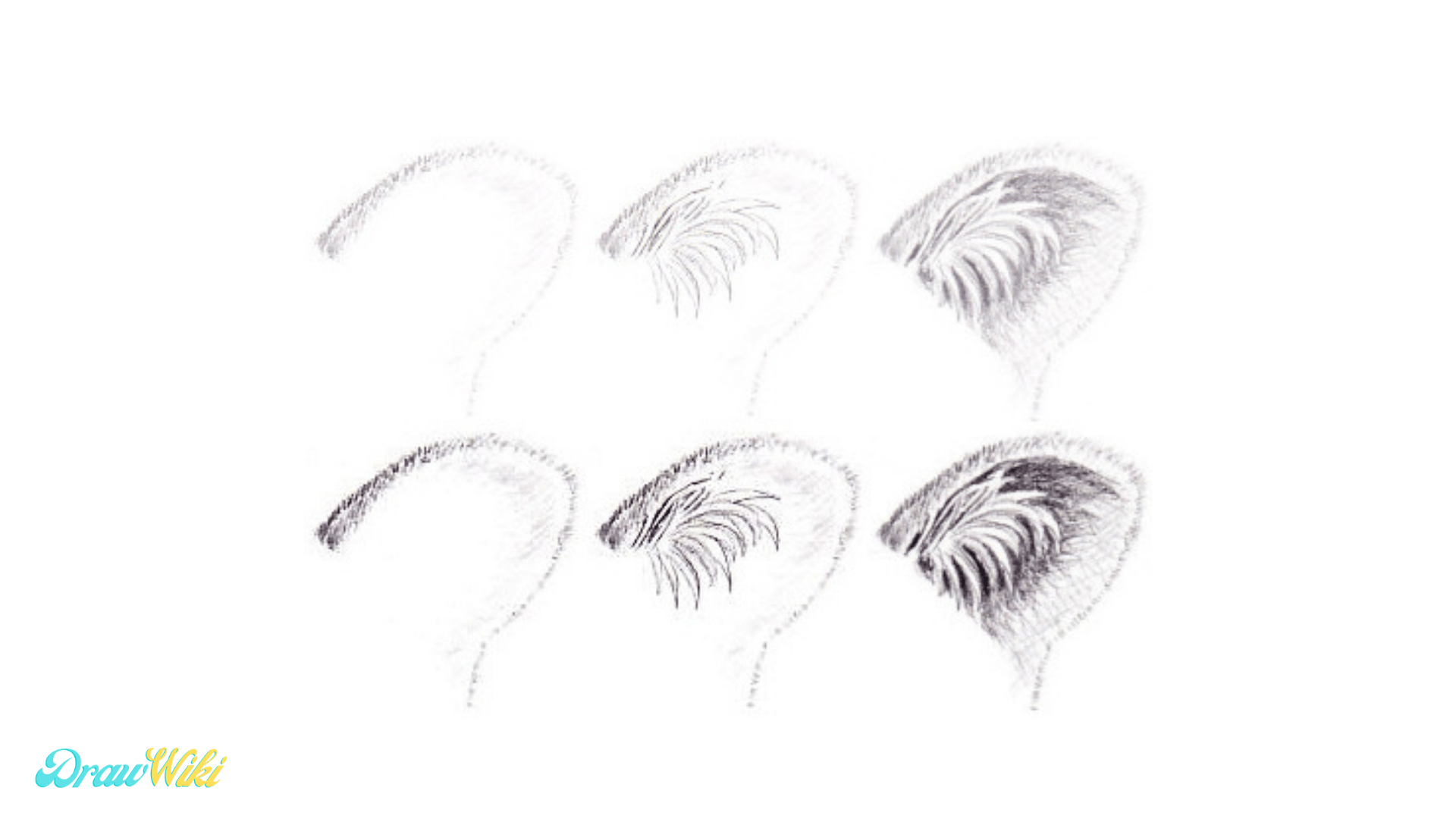 Step 9: Tiger Detailed Ears drawing