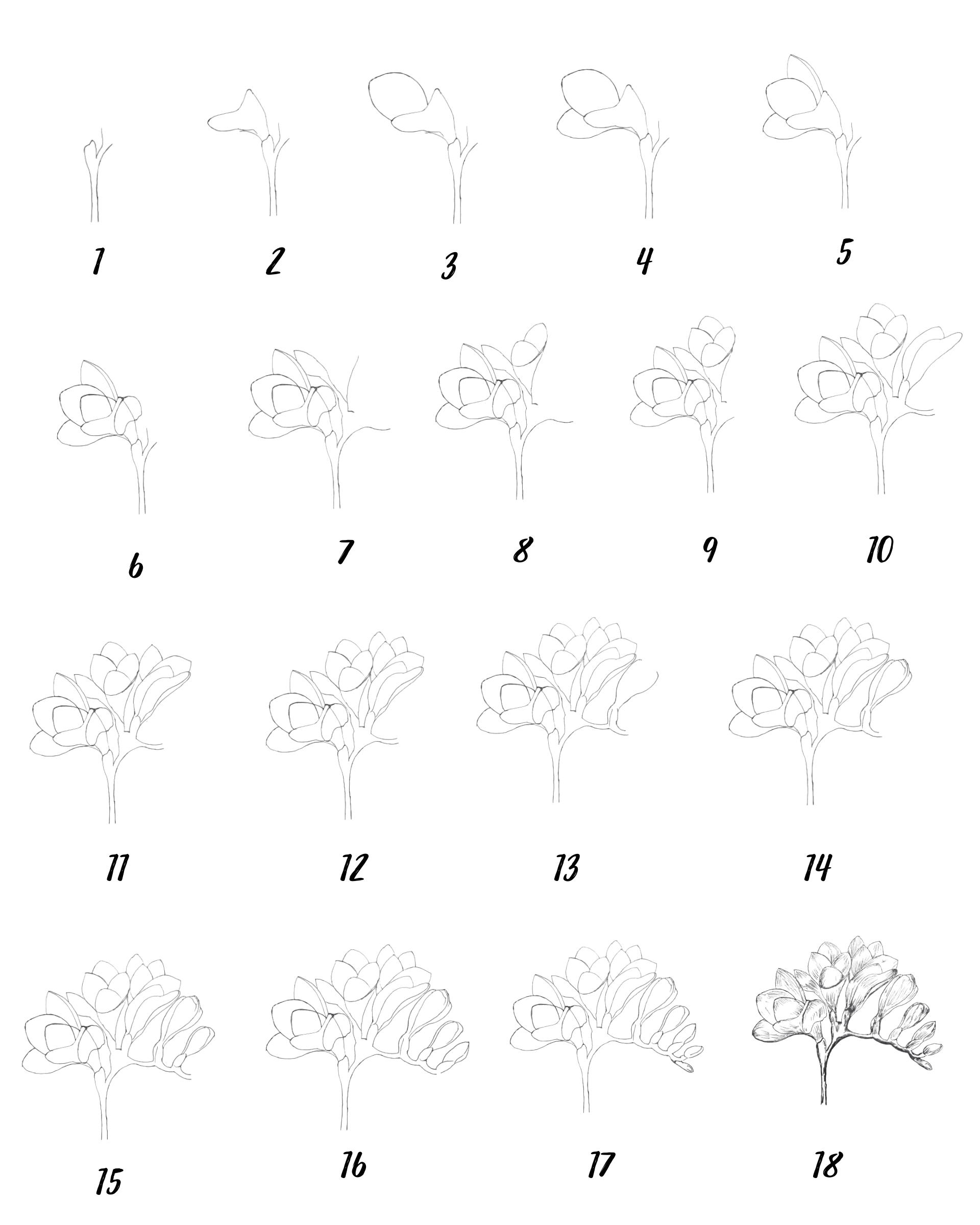 How to Draw Freesia Flower