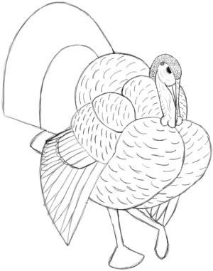 How to Draw a Turkey: Big Feathers