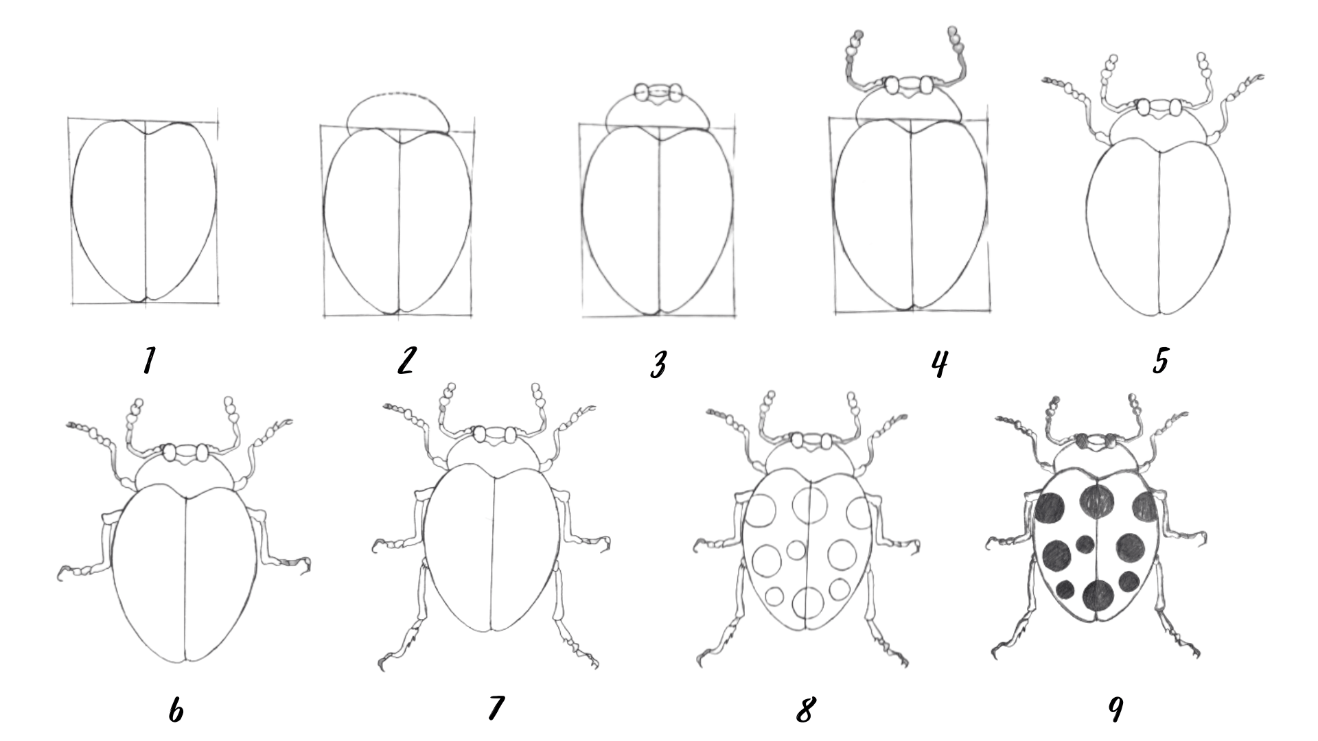How to draw a bug 