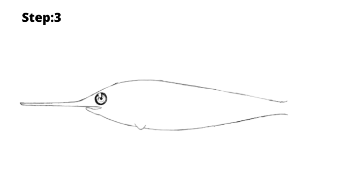 Step-3: Draw the fish lower outline