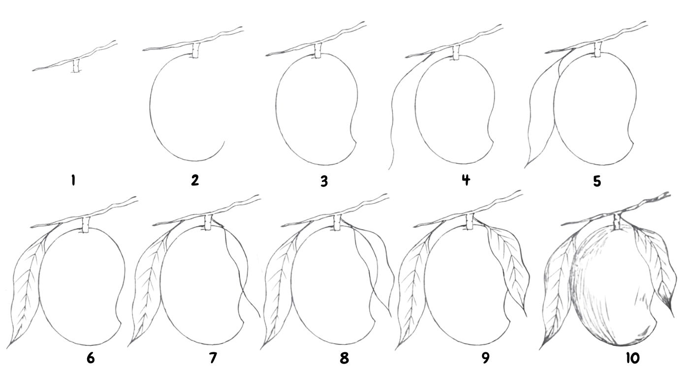 How to draw mango step by step