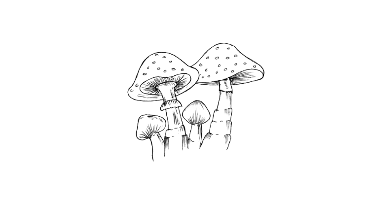 mushrooms drawing,mushrooms drawing line art,mushroom drawing step 8
