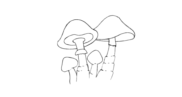 mushrooms drawing line art,mushroom drawing step 7
