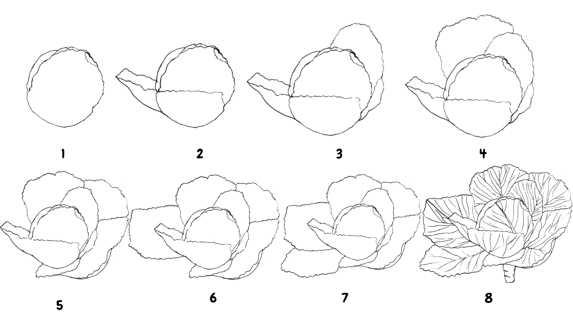 How To Draw Cabbage Step by Step