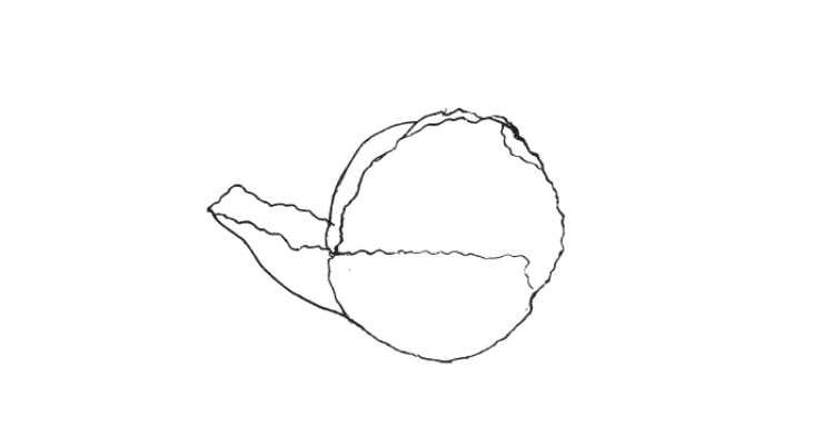 Draw Cabbage Step 2