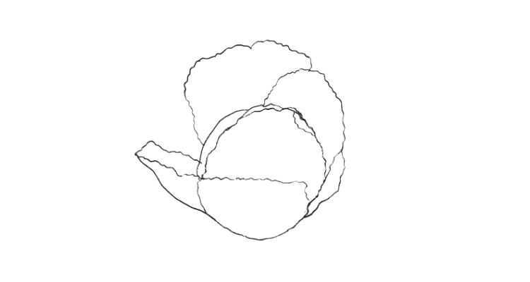 Draw Cabbage Step 4