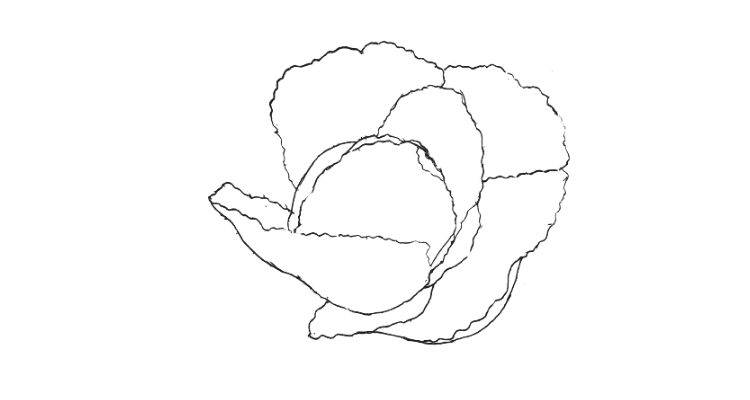Draw Cabbage Step 6