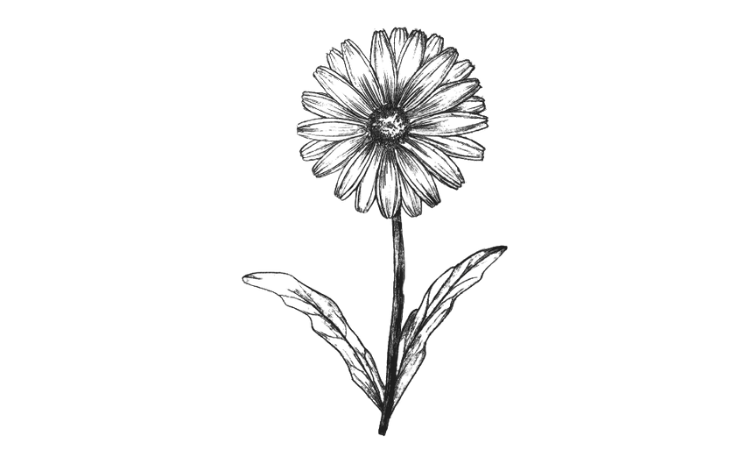 Daisy Flower Drawing