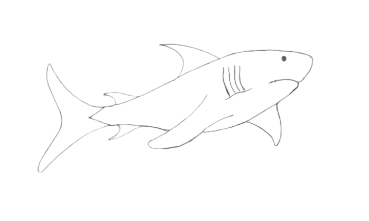 Shark Line Drawing,Shark Line art