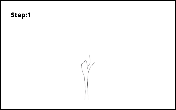 How to Draw Freesia Flower step 1