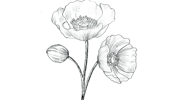 poppy flower drawing, realistic poppy flower Art, realistic poppy flower drawing, poppy line drawing simple