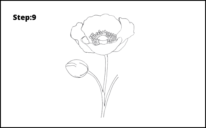 13+ Easy Steps Poppy Flower Drawing | Realistic Poppy Flower Art - Drawwiki