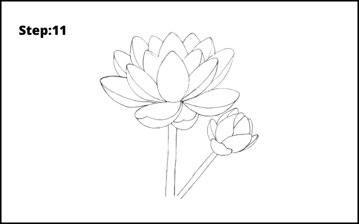 how to draw lotus flower step 11