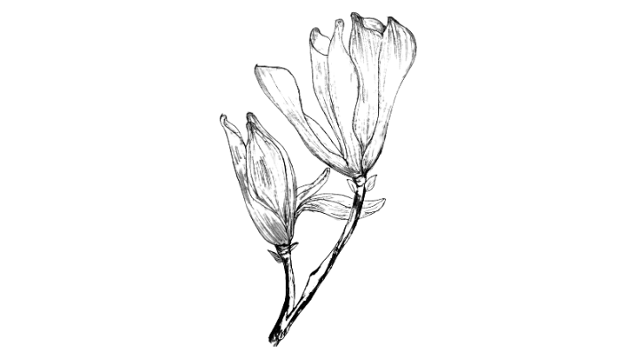 draw a magnolia flower, magnolia flower drawing