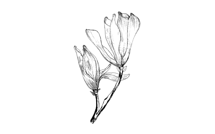 draw a magnolia flower, magnolia flower drawing