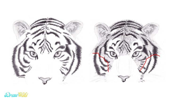 How to Draw a Tiger Step by Step Guides - Drawwiki