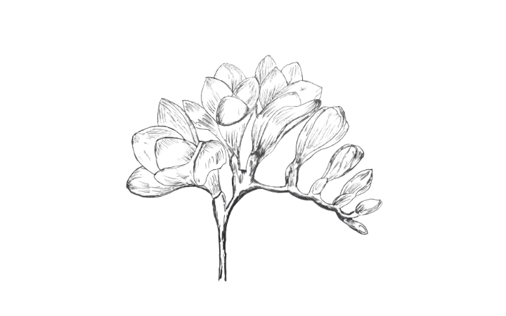 Draw Freesia Flower