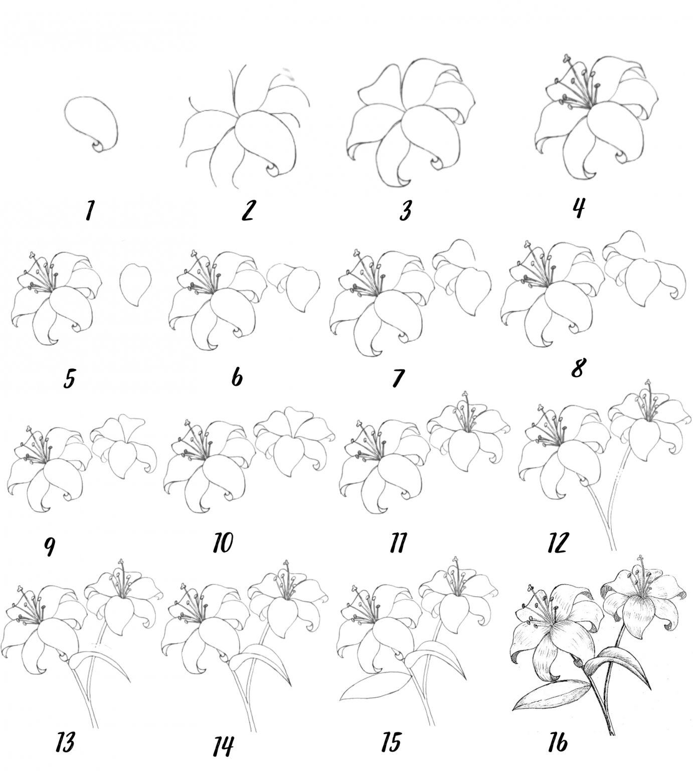 11+ Step by Step lily flower drawing Easy ways. - Drawwiki