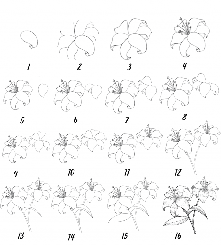 11+ Step by Step lily flower drawing Easy ways. » Drawwiki