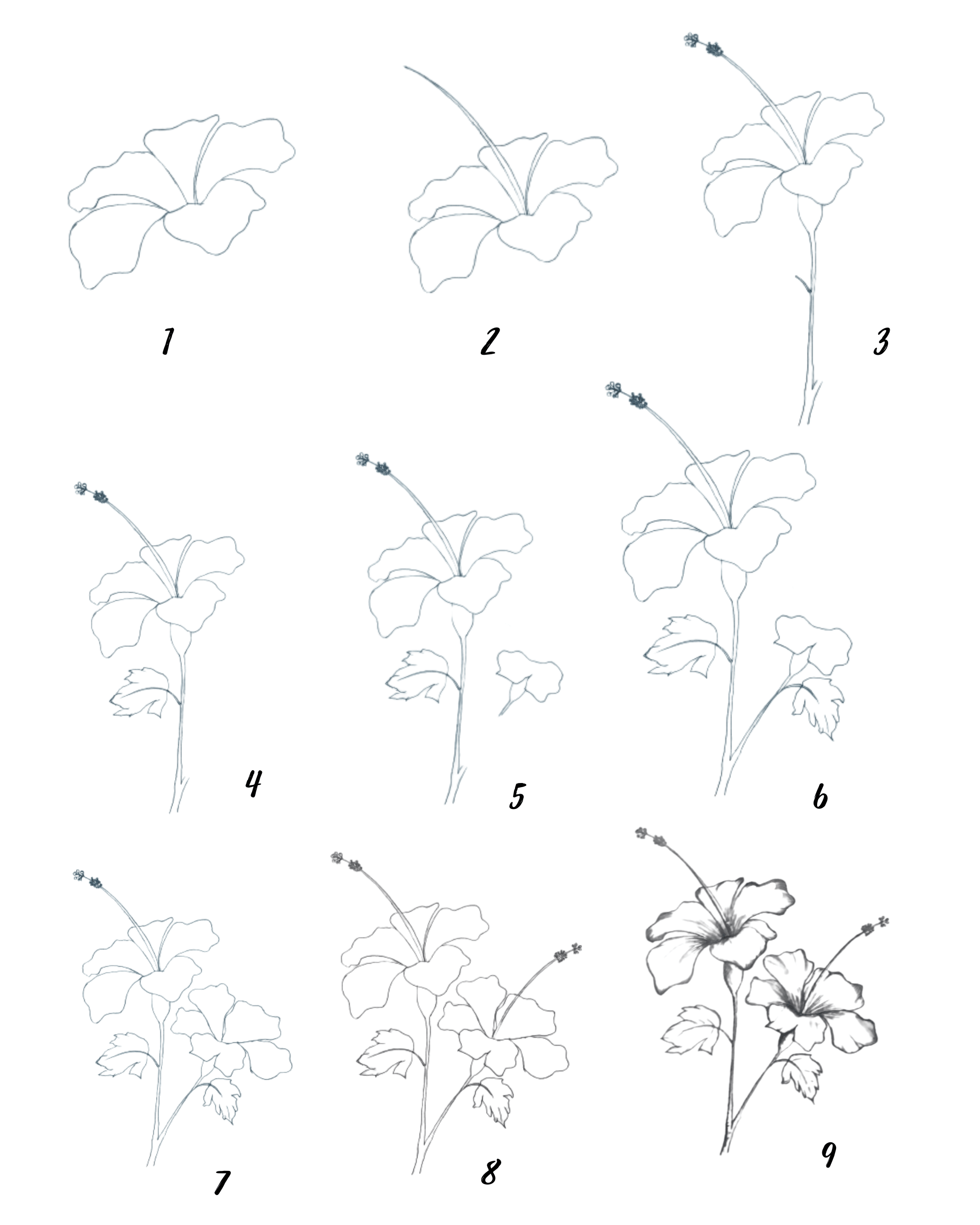 7+ Hibiscus Flower Drawing Step by Step for Beginners - Drawwiki