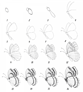 How to draw a butterfly - Drawwiki