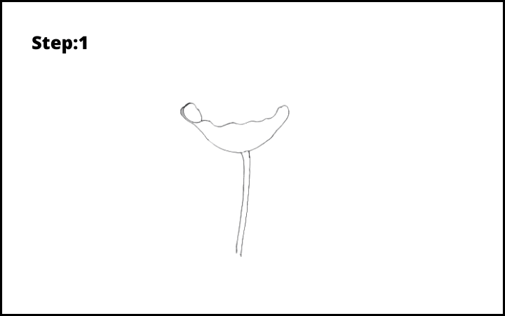 how to draw a realistic poppy step 1