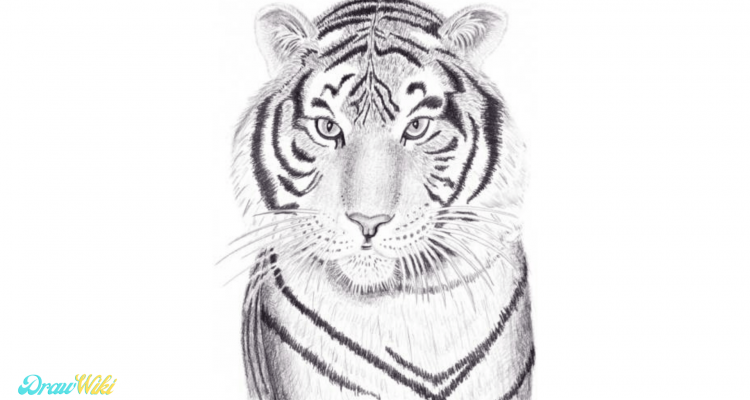 How to Draw a Tiger