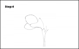 How to Draw Freesia Flower - Drawwiki