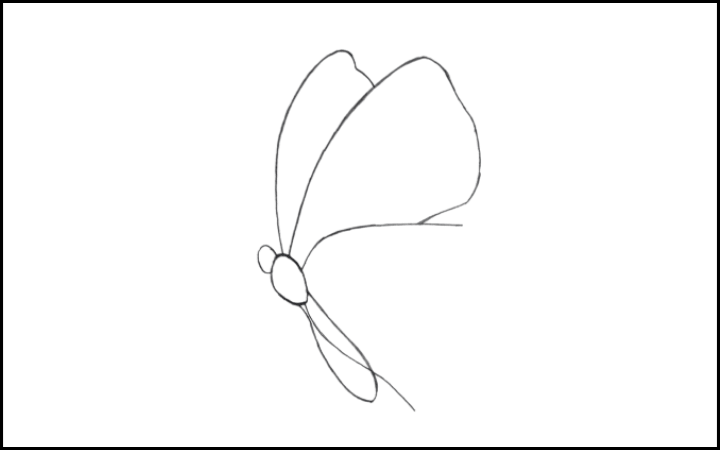 How to draw a butterfly step 5