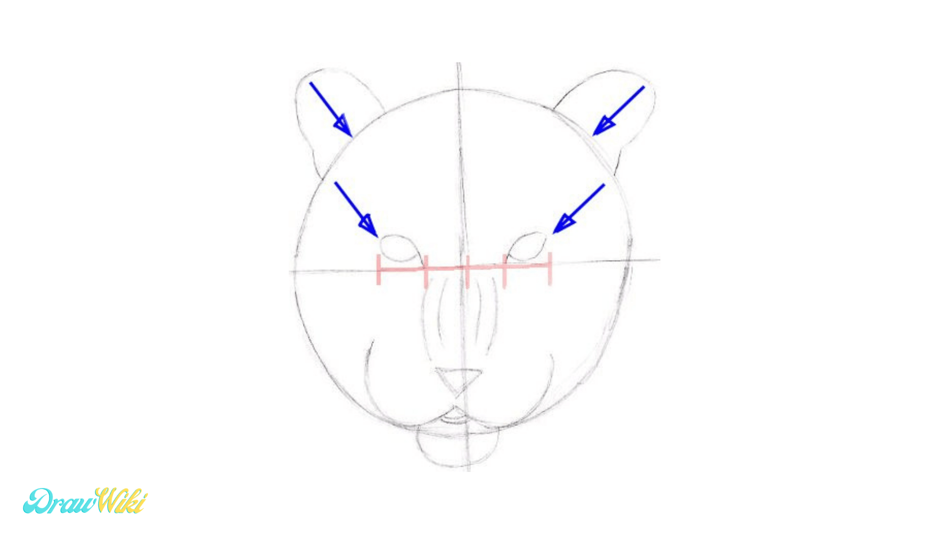 Step 5: Draw a Tiger Eyes