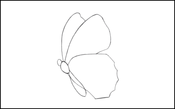 How to draw a butterfly step 6
