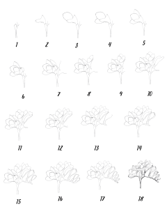 How to Draw Freesia Flower - Drawwiki