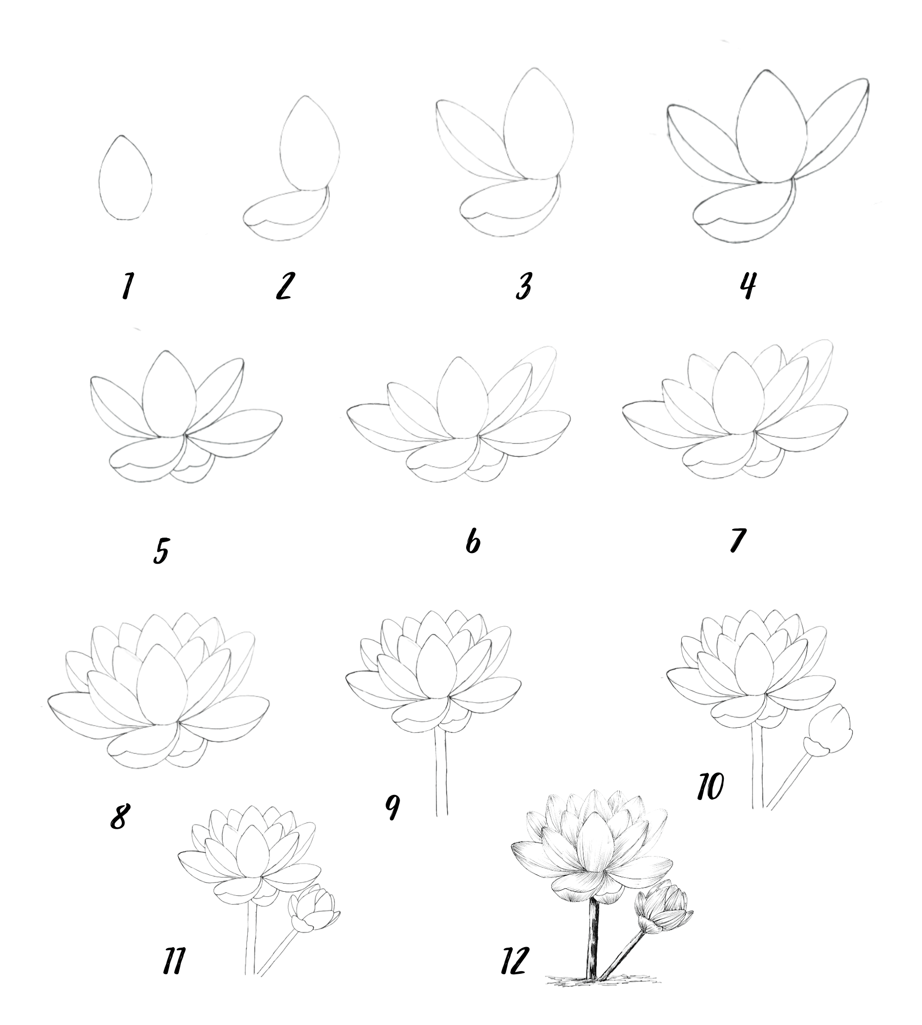 [7+] how to draw lotus flower lotus flower drawing Drawwiki