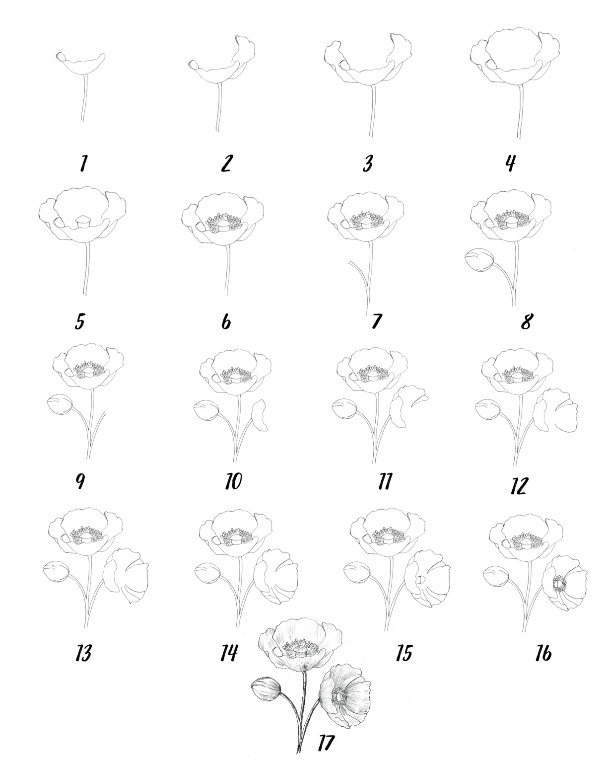 13+ Easy Steps Poppy Flower Drawing Realistic Poppy Flower Art Drawwiki