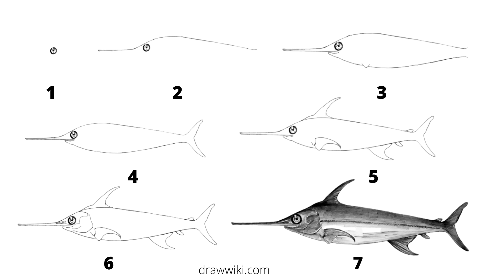 Step by Step Marlin Fish Drawing 