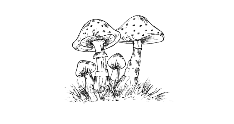 mushrooms drawing,mushrooms drawing,mushrooms drawing line art,mushroom drawing step 9