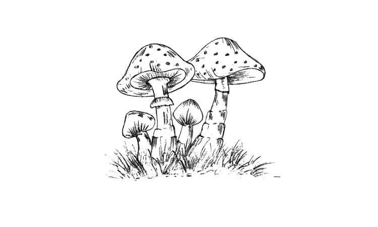How to draw a mushroom step by step