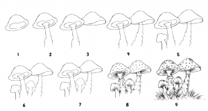 How to draw a mushroom step by step - Drawwiki