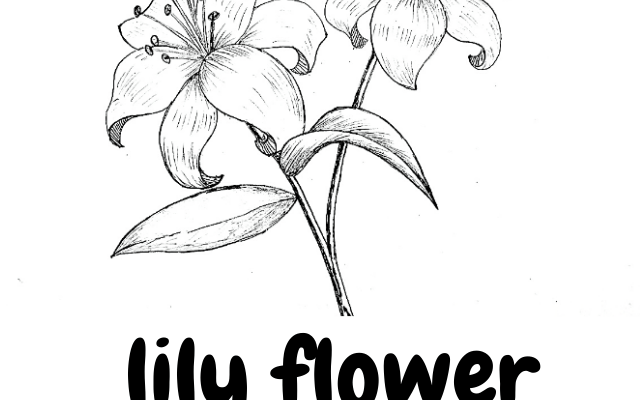 lily flower Art!