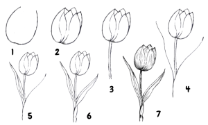How to Draw Tulip Flower Step by Step Easy Way - Drawwiki