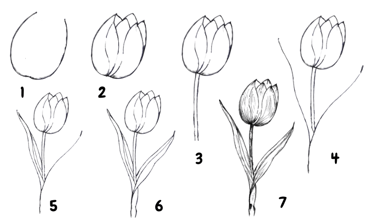 How to Draw Tulip Flower Step by Step
