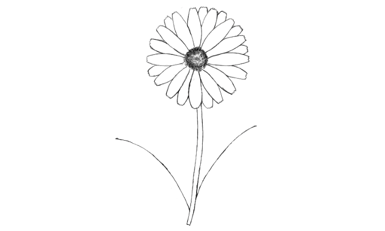 How to Draw a Daisy Step by Step - Drawwiki