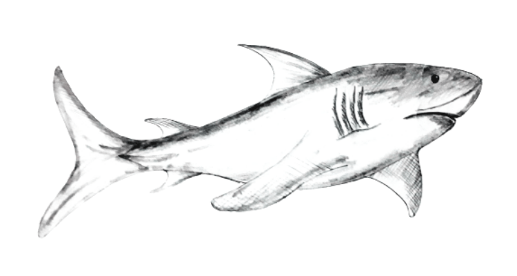 Shark Drawing or art