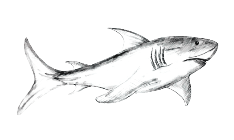 Shark  Drawing or art