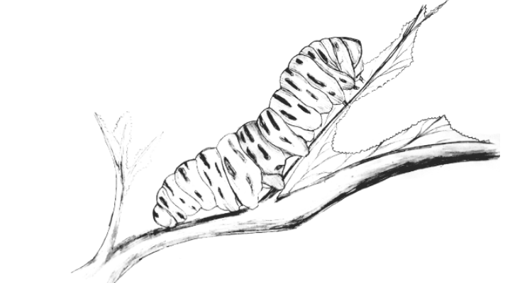 Caterpillar drawing