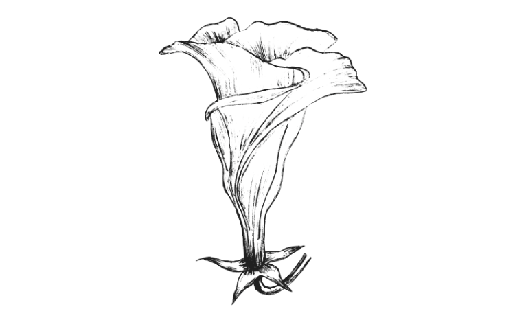 Draw Oleander flower