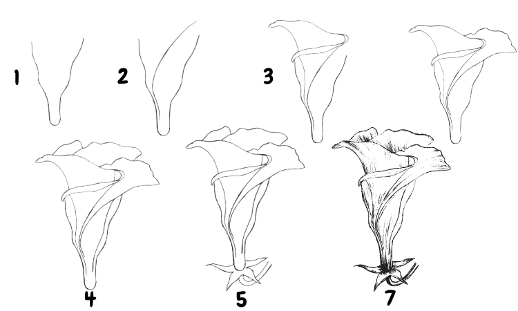 How to Draw Oleander Step by Step