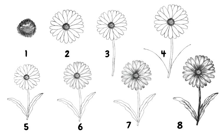 How to Draw a Daisy Step by Step